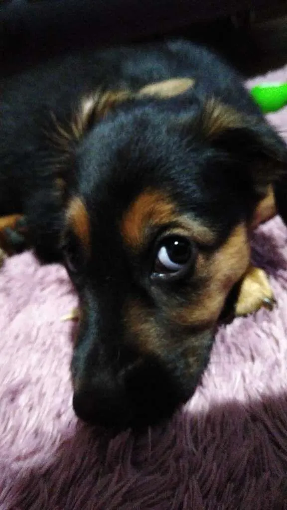 Cachorro ra a SRD-ViraLata idade 2 a 6 meses nome Docinho
