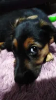 Docinho