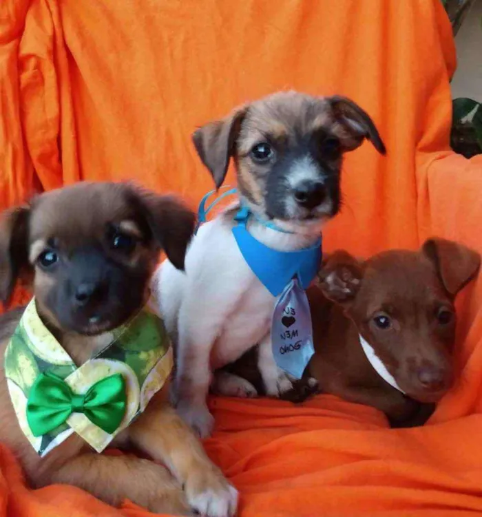 Cachorro ra a Vira-Lata idade 2 a 6 meses nome Sem nome