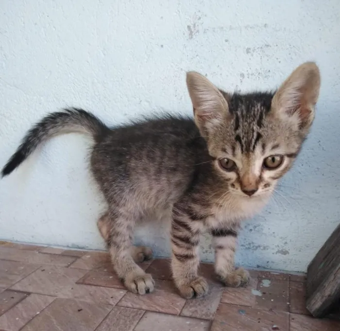 Gato ra a SRD-ViraLata idade 2 a 6 meses nome tigraozinho