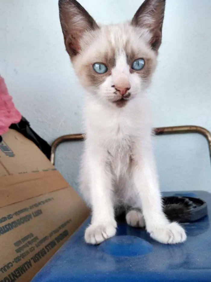 Gato ra a SRD-ViraLata idade 2 a 6 meses nome Siames sem bota