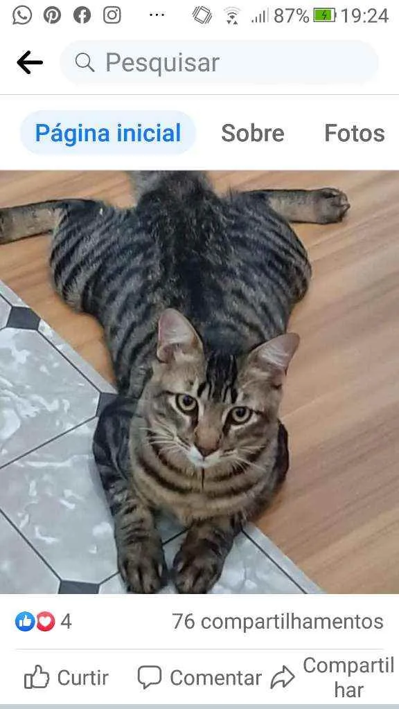 Gato ra a Srd idade 7 a 11 meses nome Tigrão