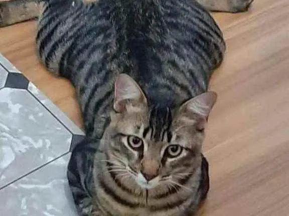 Gato ra a Srd idade 7 a 11 meses nome Tigrão