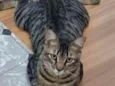 Tigrão