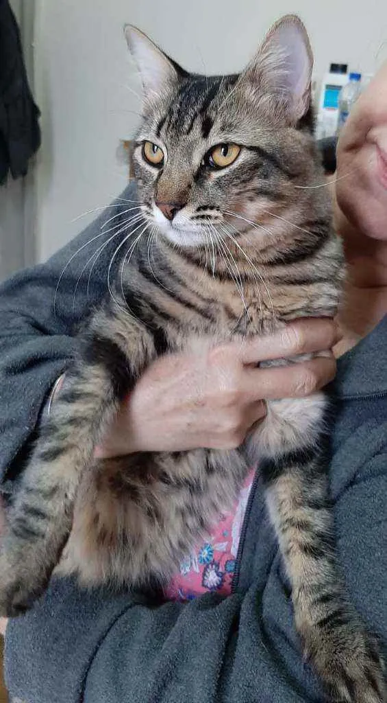 Gato ra a Srd idade 7 a 11 meses nome Tigrão