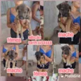Filhotes