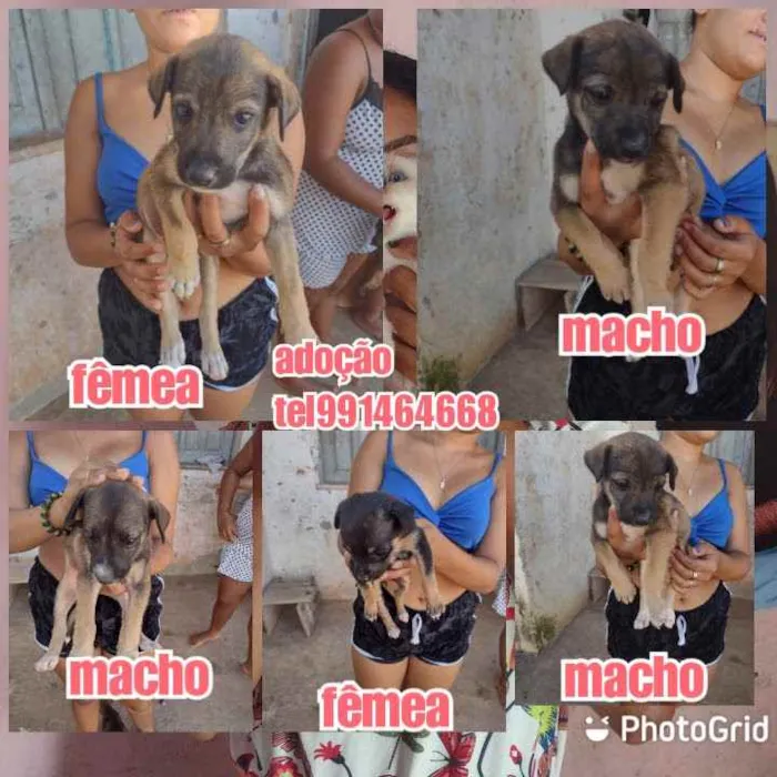 Cachorro raça Srd idade Abaixo de 2 meses nome Filhotes