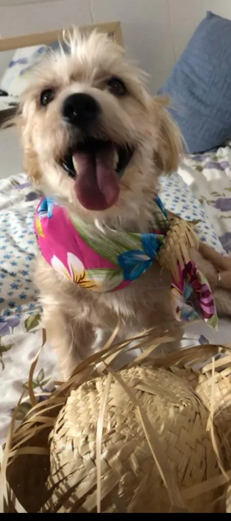Cachorro ra a misto de York e Poodle Srd idade 2 anos nome Floquinho