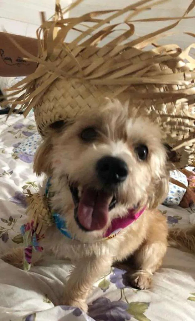 Cachorro ra a misto de York e Poodle Srd idade 2 anos nome Floquinho