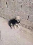 Princesa