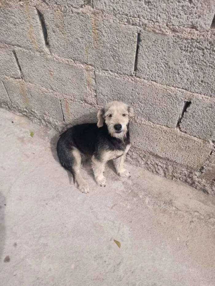 Cachorro ra a Pudo idade 4 anos nome Princesa
