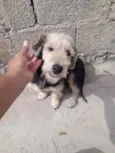 Princesa
