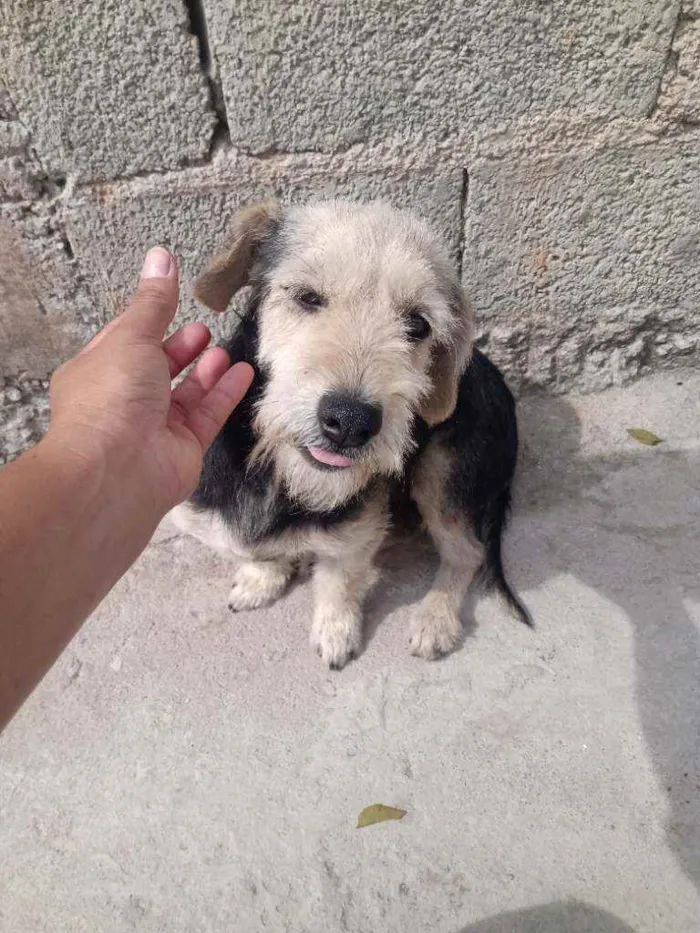 Cachorro ra a Pudo idade 4 anos nome Princesa