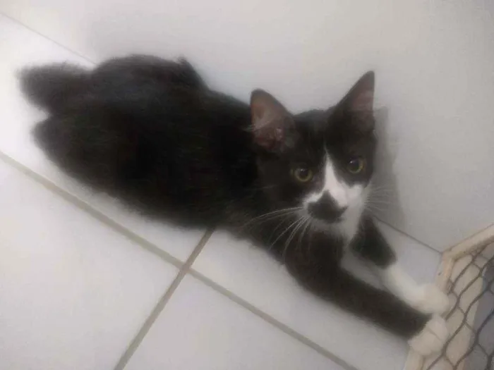 Gato raça Srd idade 2 a 6 meses nome Pablo
