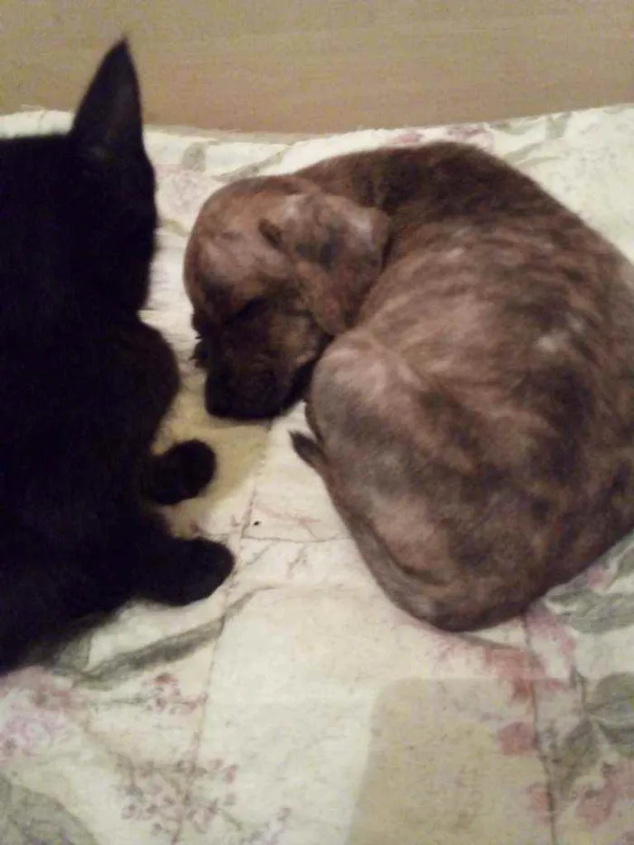 Cachorro ra a Srd idade 2 a 6 meses nome Cravo