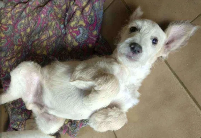 Cachorro ra a SRD idade 2 a 6 meses nome Snow