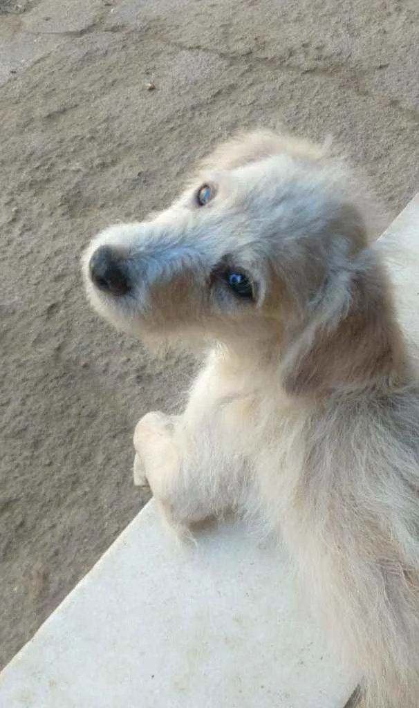 Cachorro ra a SRD idade 2 a 6 meses nome Snow