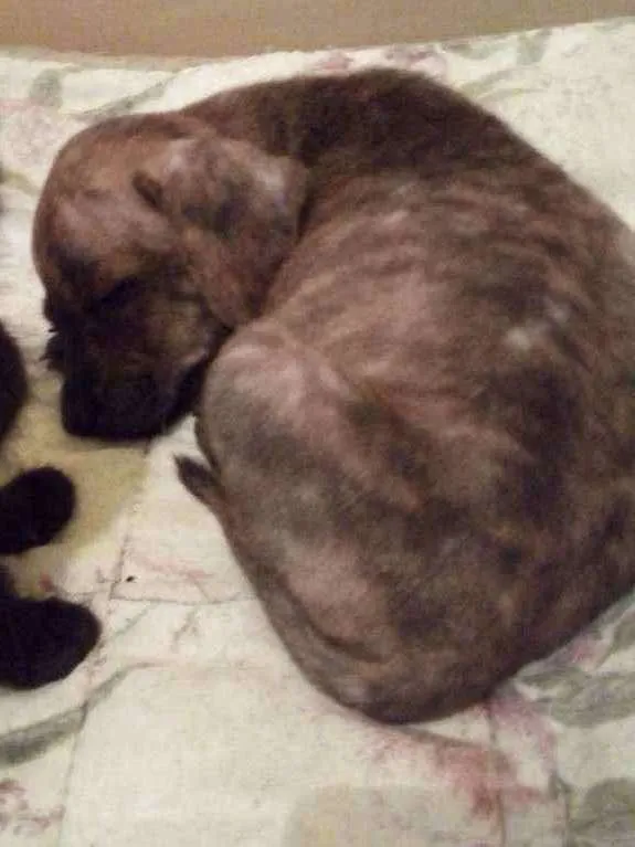 Cachorro ra a Srd idade 2 a 6 meses nome Cravo