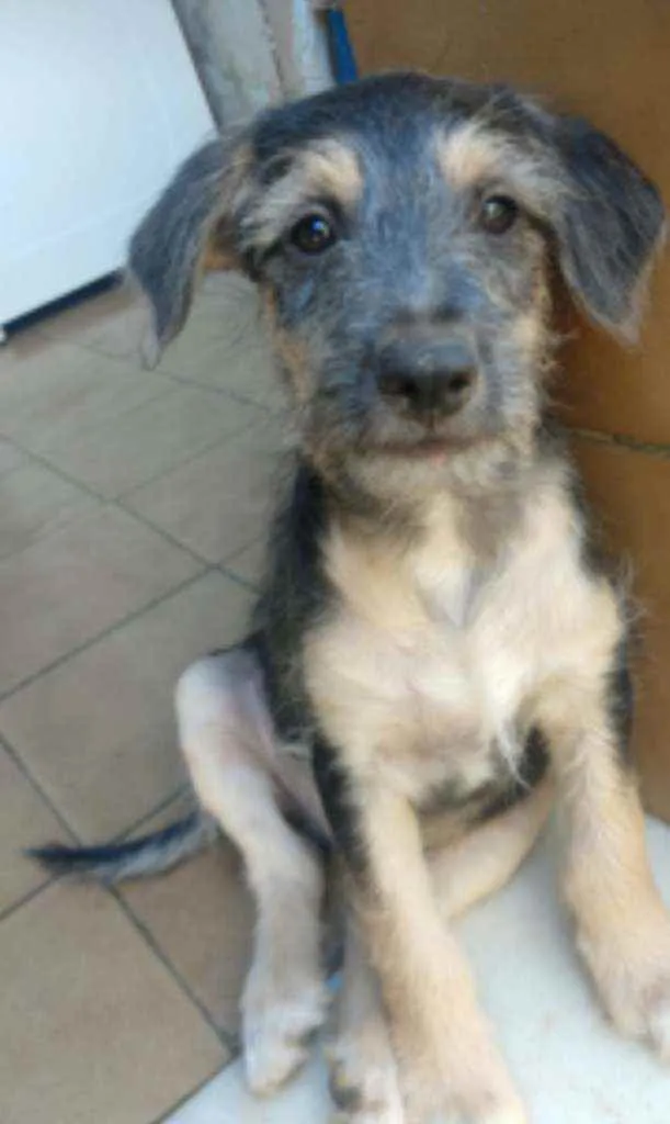 Cachorro ra a SRD idade 2 a 6 meses nome Tramp
