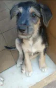 Tramp