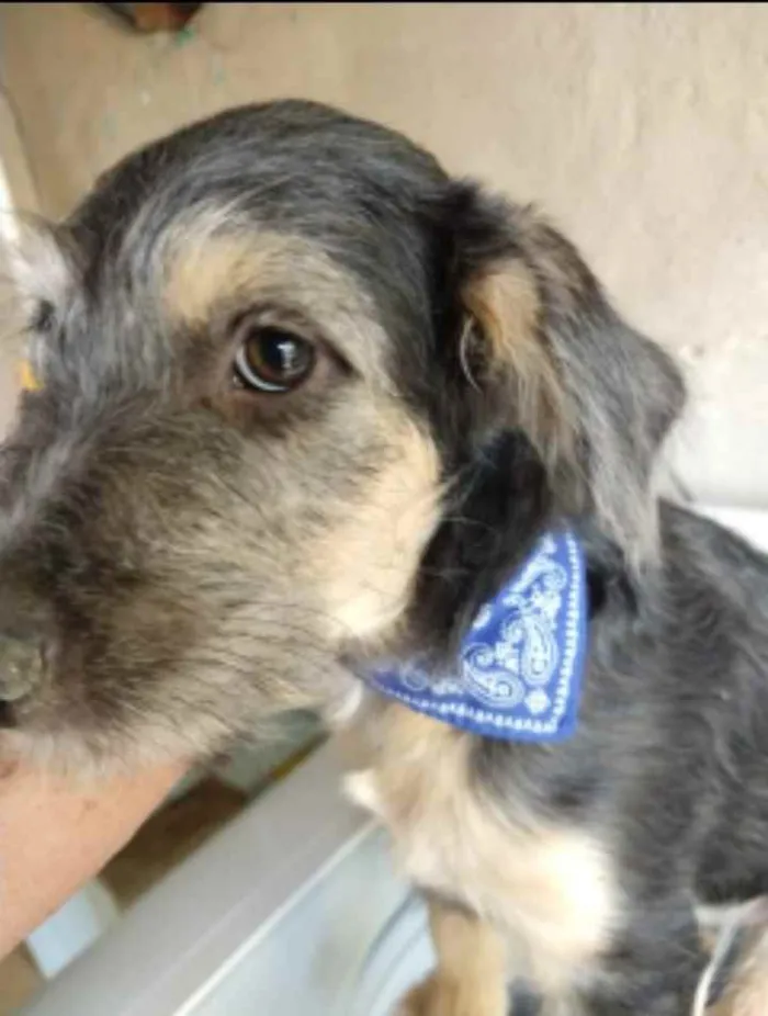 Cachorro ra a SRD idade 2 a 6 meses nome Tramp