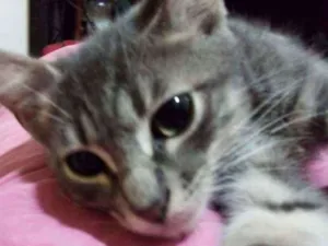 Gato raça Srd idade 2 a 6 meses nome Fumacinha