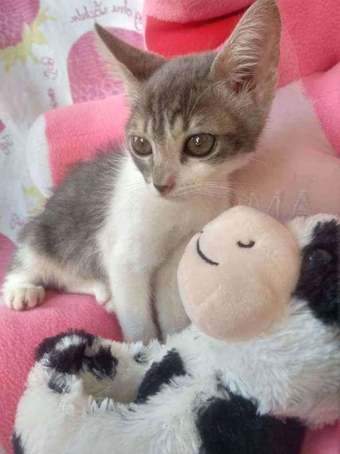 Gato ra a SEM RAÇA DEFINIDA.  idade Abaixo de 2 meses nome SEM NOME. 