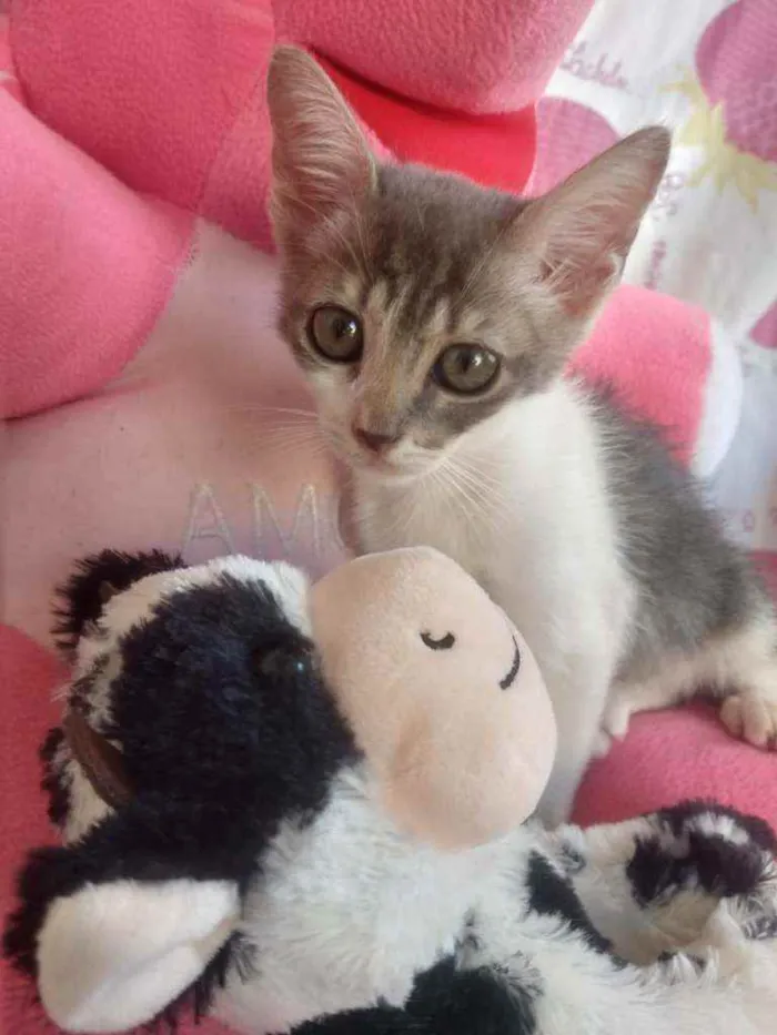 Gato ra a SEM RAÇA DEFINIDA.  idade Abaixo de 2 meses nome SEM NOME. 