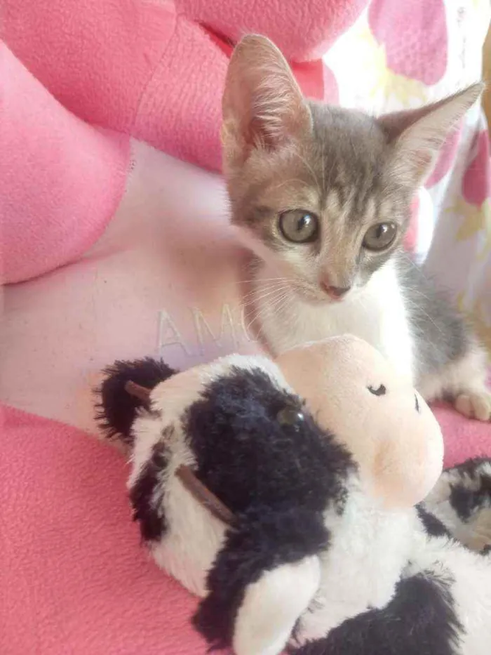 Gato ra a SEM RAÇA DEFINIDA.  idade Abaixo de 2 meses nome SEM NOME. 