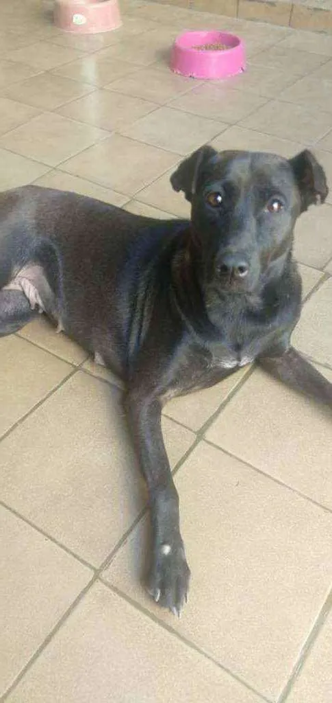 Cachorro raça SRD idade 2 anos nome Boneca