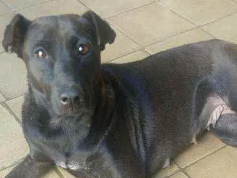 Cachorro raça SRD idade 2 anos nome Boneca