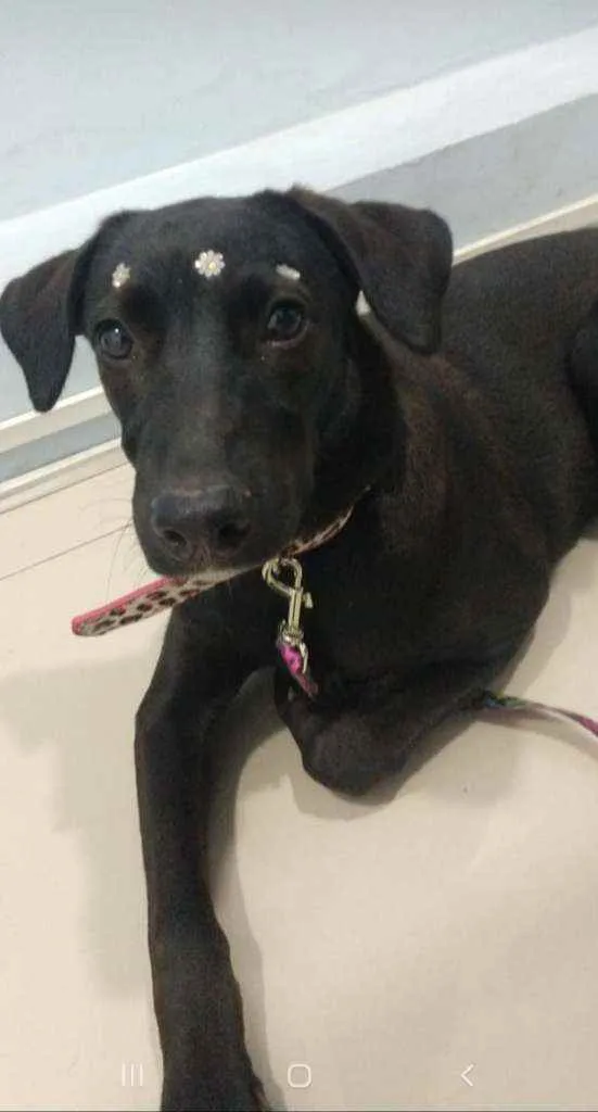 Cachorro ra a SRD idade 7 a 11 meses nome Violeta 