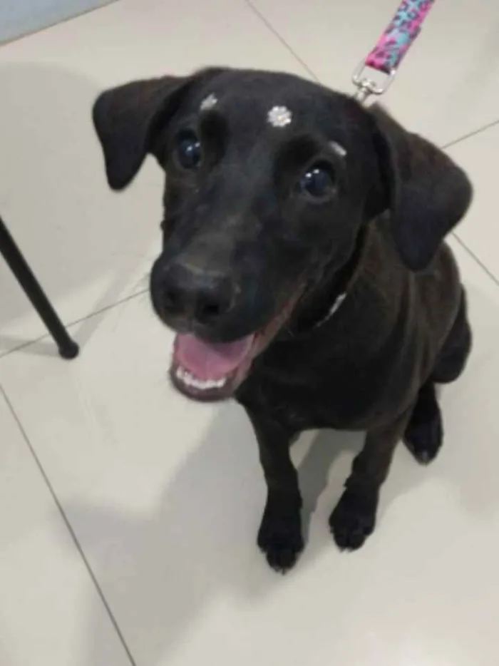 Cachorro ra a SRD idade 7 a 11 meses nome Violeta 