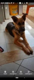 Lobo