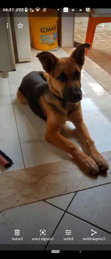 Cachorro raça Mestiço de pastor com srd idade 1 ano nome Lobo