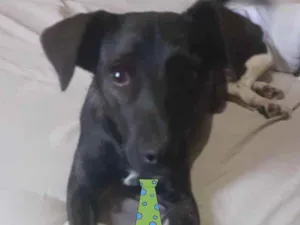 Cachorro raça SRD  idade 2 a 6 meses nome Romeu 