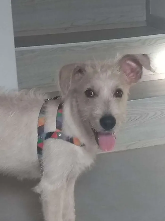 Cachorro ra a SRF Estopinha idade 7 a 11 meses nome Denis