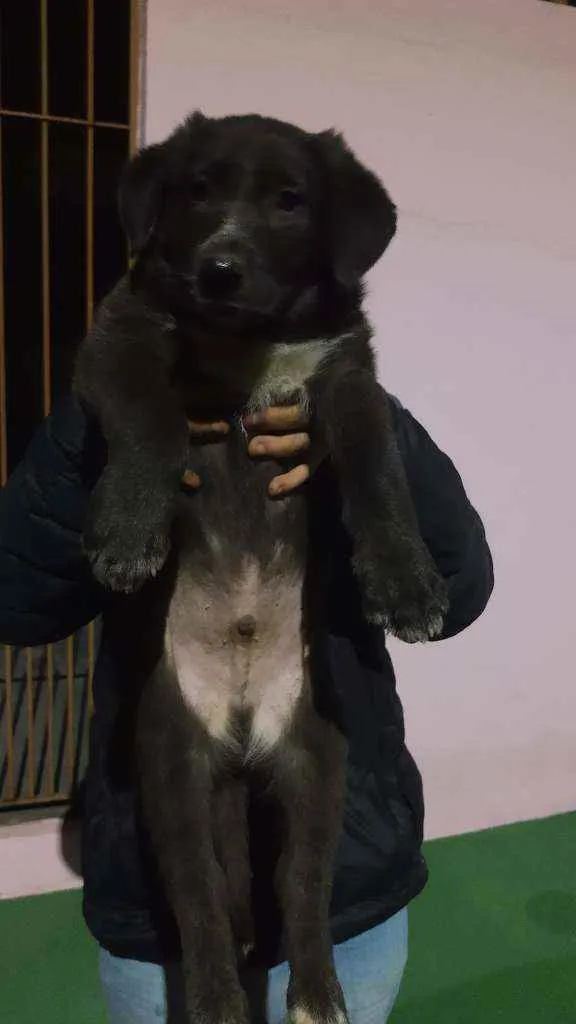 Cachorro ra a Indefinido idade Abaixo de 2 meses nome Sem nome