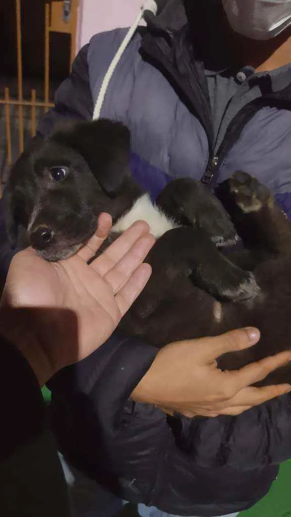 Cachorro ra a Indefinido idade Abaixo de 2 meses nome Sem nome