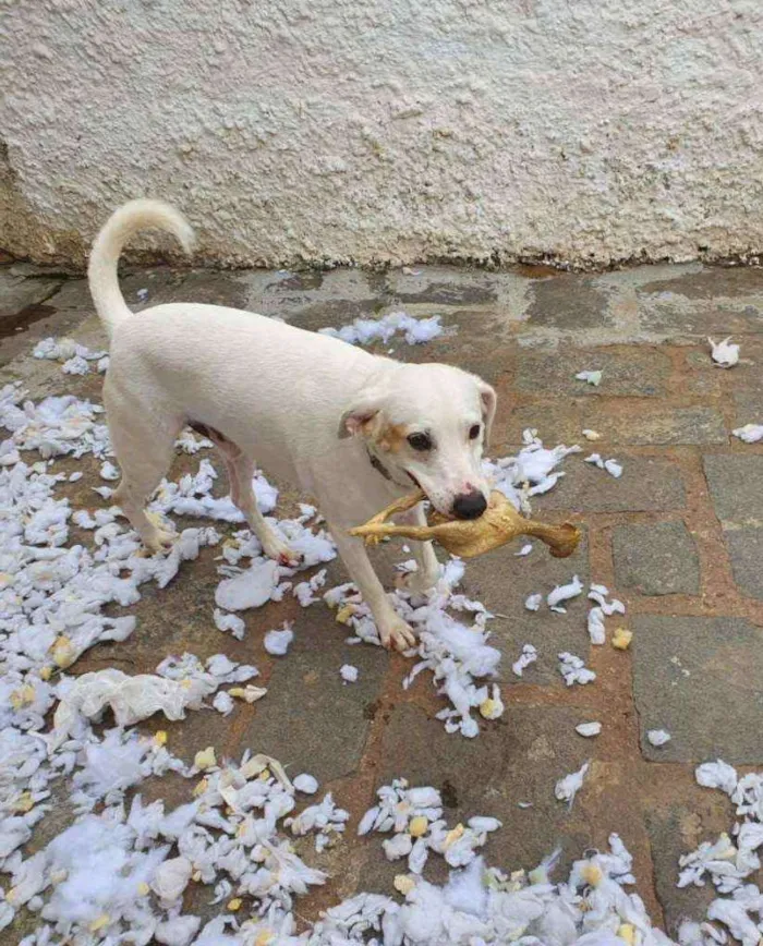 Cachorro ra a SRD idade 3 anos nome Mingau