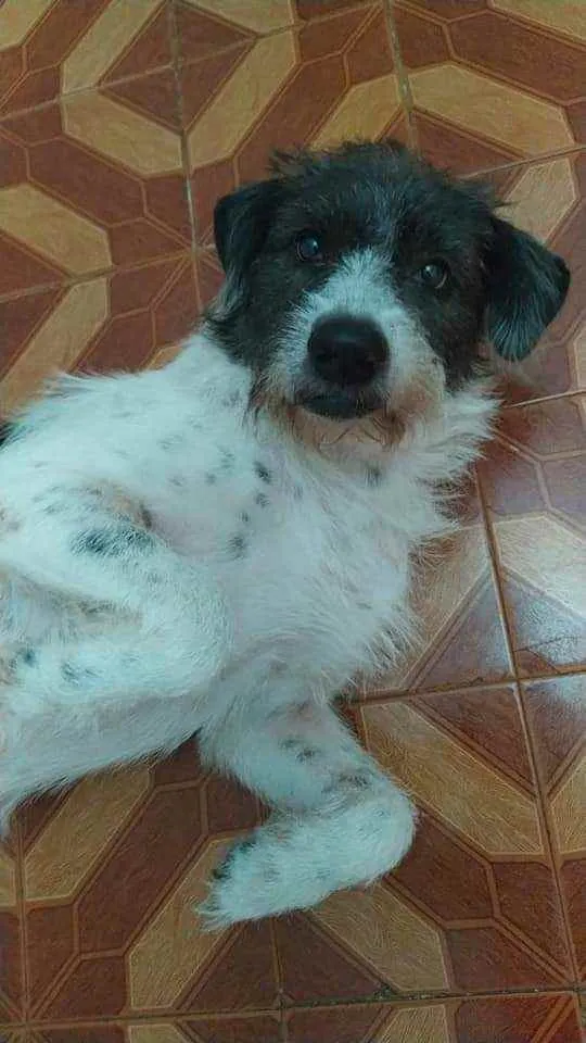 Cachorro ra a SRD idade 4 anos nome Zé