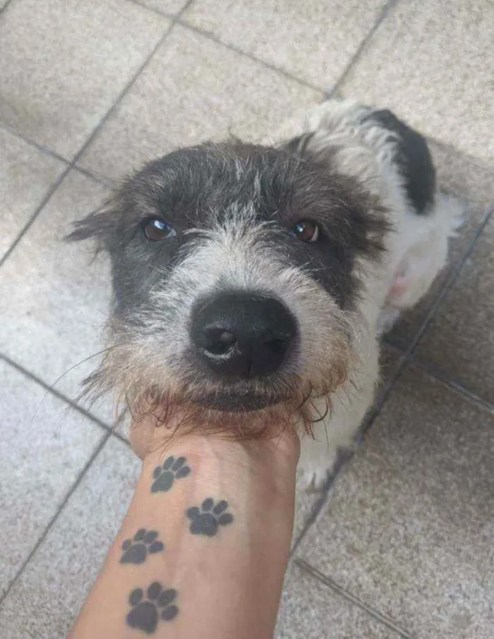 Cachorro ra a SRD idade 4 anos nome Zé