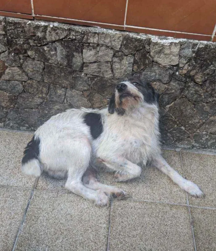 Cachorro ra a SRD idade 4 anos nome Zé