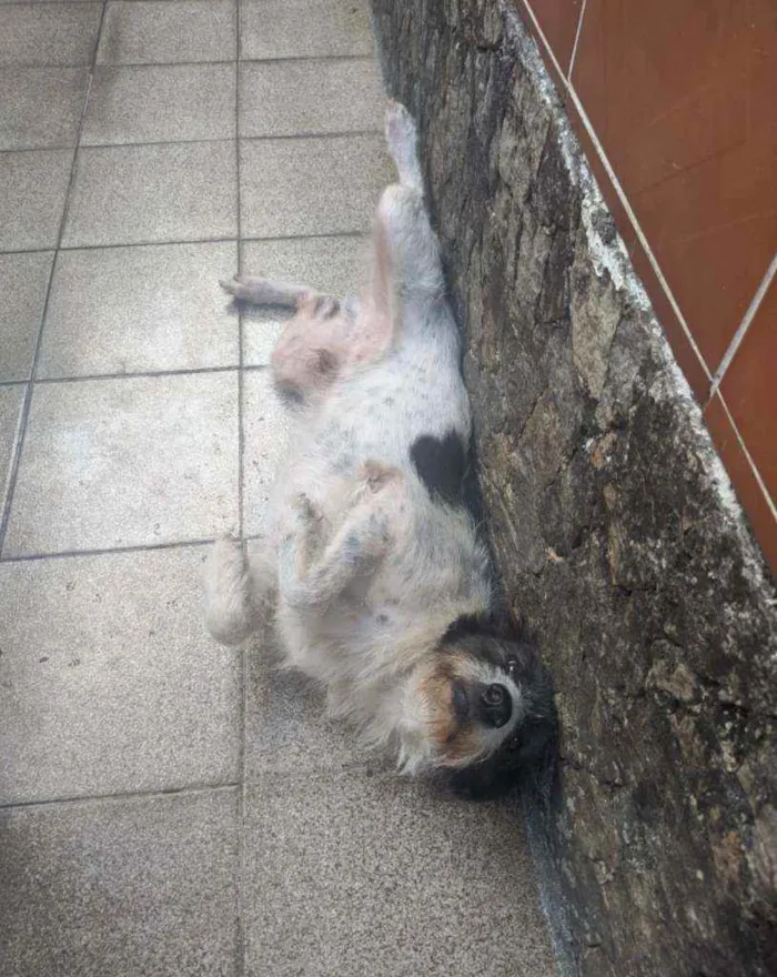 Cachorro ra a SRD idade 4 anos nome Zé