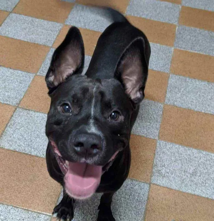 Cachorro ra a Pit Bull  idade 1 ano nome Oreo