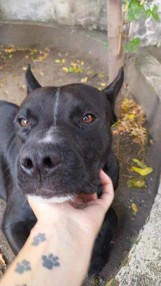 Cachorro ra a Pit Bull  idade 1 ano nome Oreo