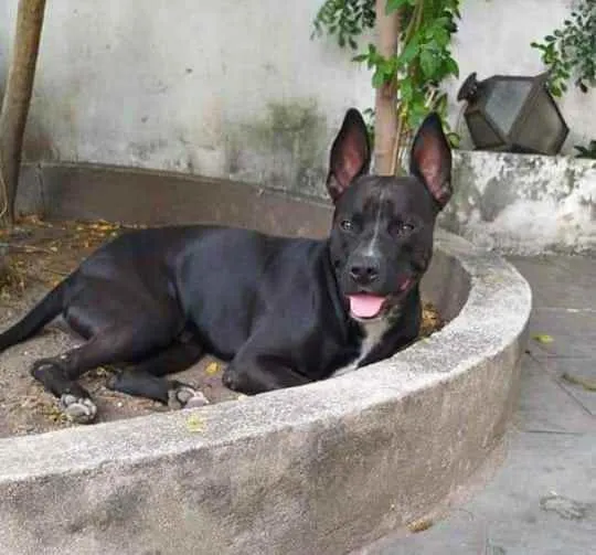 Cachorro ra a Pit Bull  idade 1 ano nome Oreo