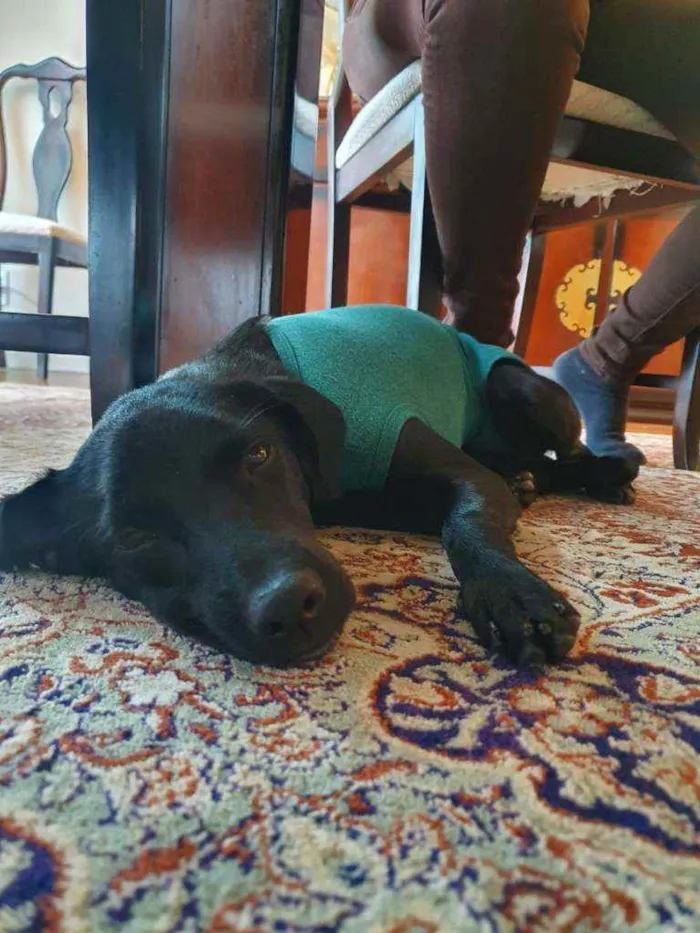 Cachorro ra a SRD idade 7 a 11 meses nome Bloom