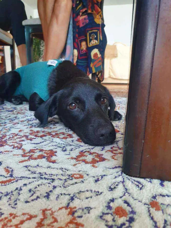 Cachorro ra a SRD idade 7 a 11 meses nome Bloom