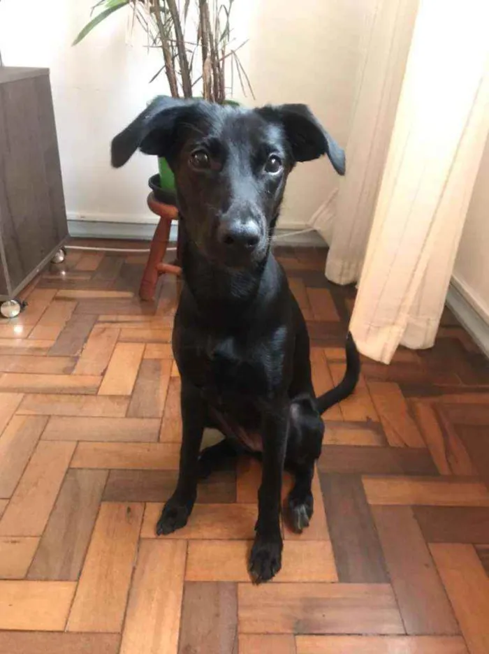 Cachorro ra a SRD idade 7 a 11 meses nome Bloom